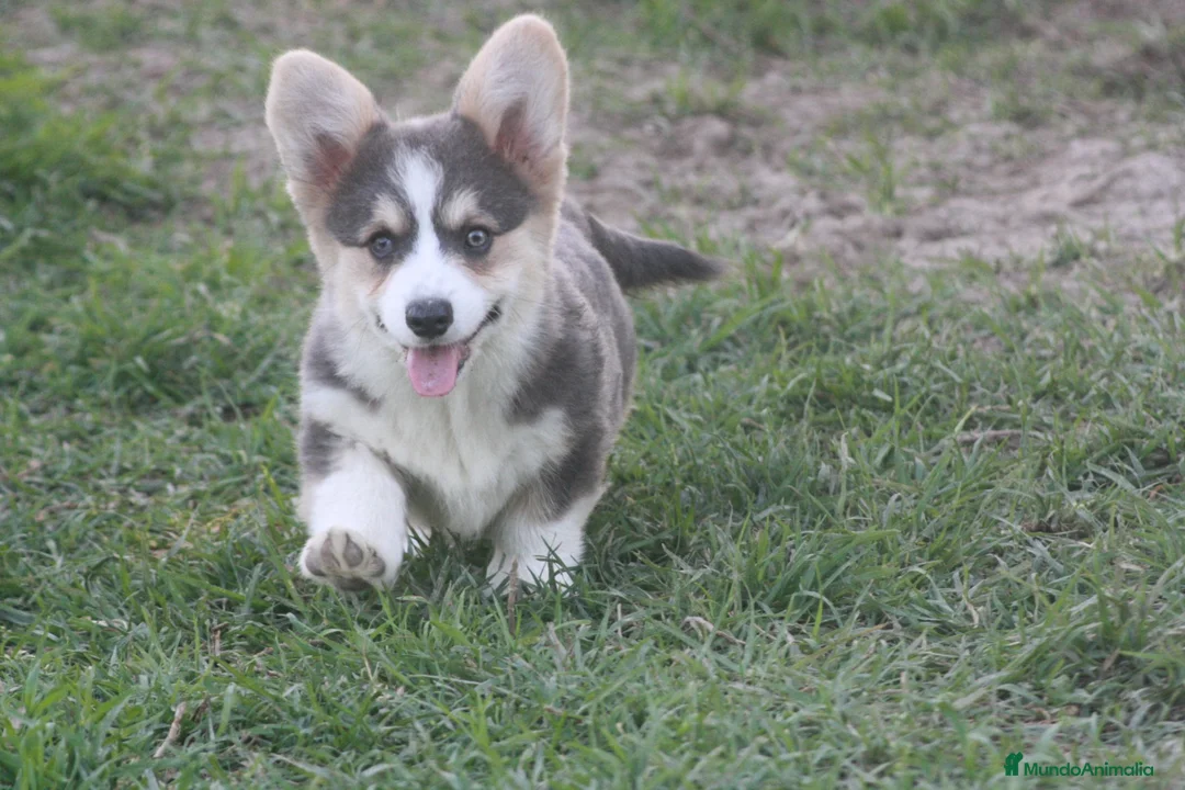 Welsh Corgi Pembroke perros en venta: Corgi blue  - Anuncio 3