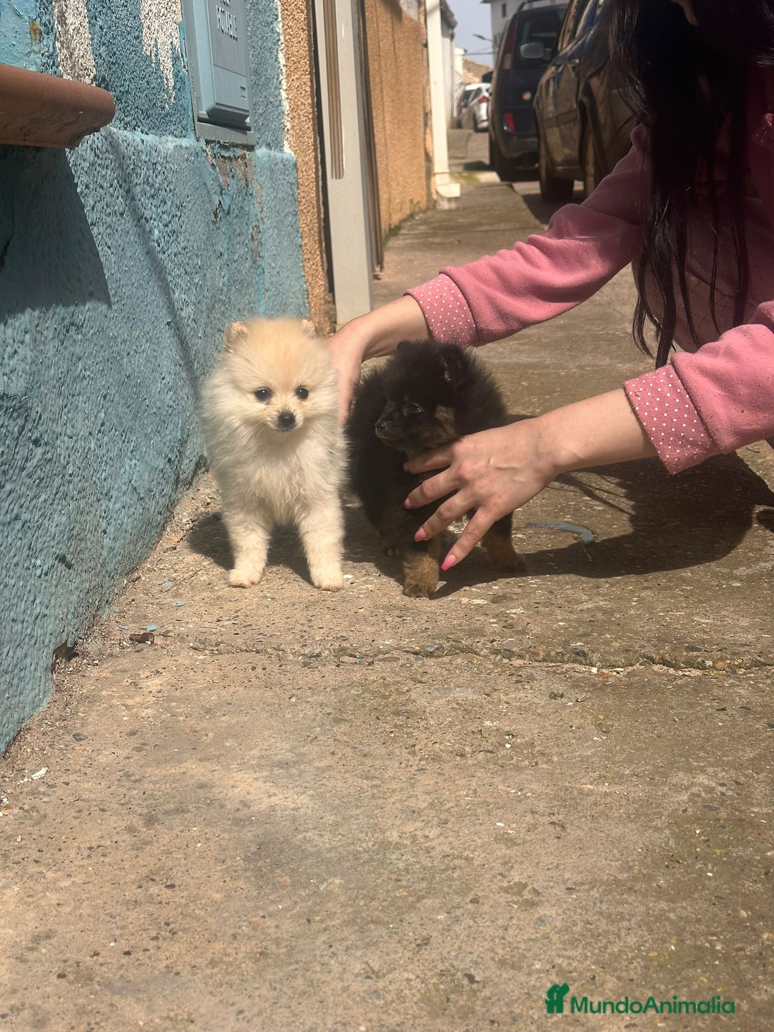 Pomerania perros Lulu pomerania  - Anuncio 1