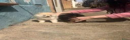 Pomerania perros en venta: Lulu pomerania  - Anuncio 1