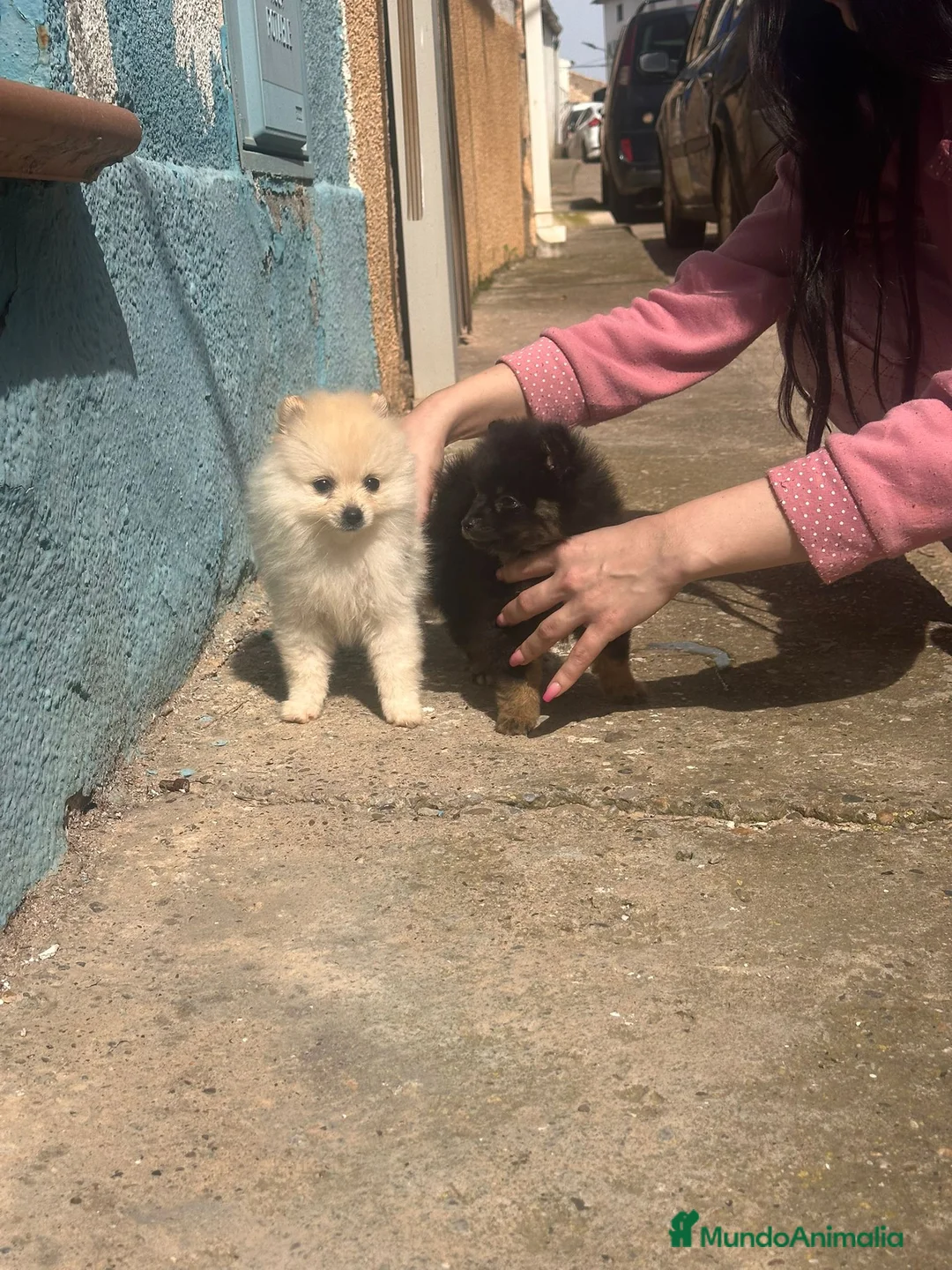 Pomerania perros en venta: Lulu pomerania  - Anuncio 1