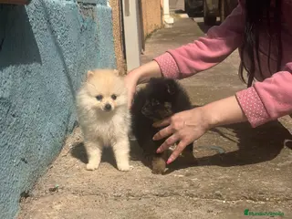 Pomerania perros Lulu pomerania - Anuncio 1