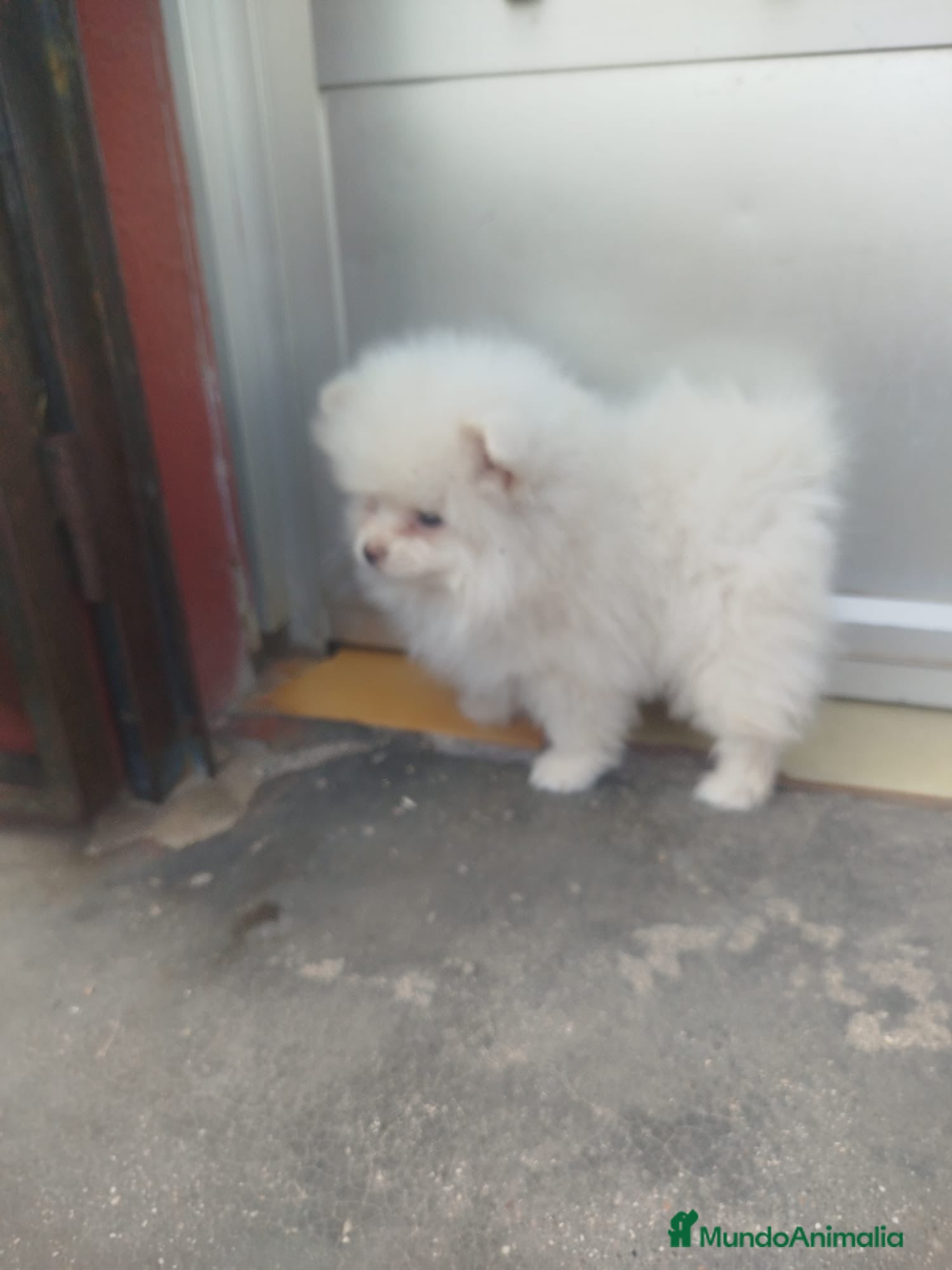 Pomerania perros Pomeranias - Anuncio 2