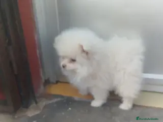 Pomerania perros Pomeranias - Anuncio 2