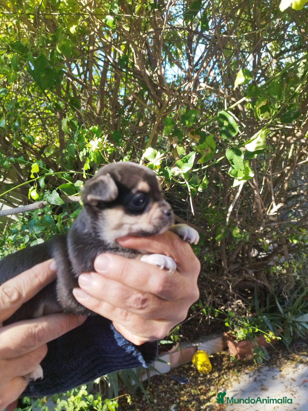 Chihuahua perros en venta: CHIHUAHUAS EXCLUSIVOS - Anuncio 5