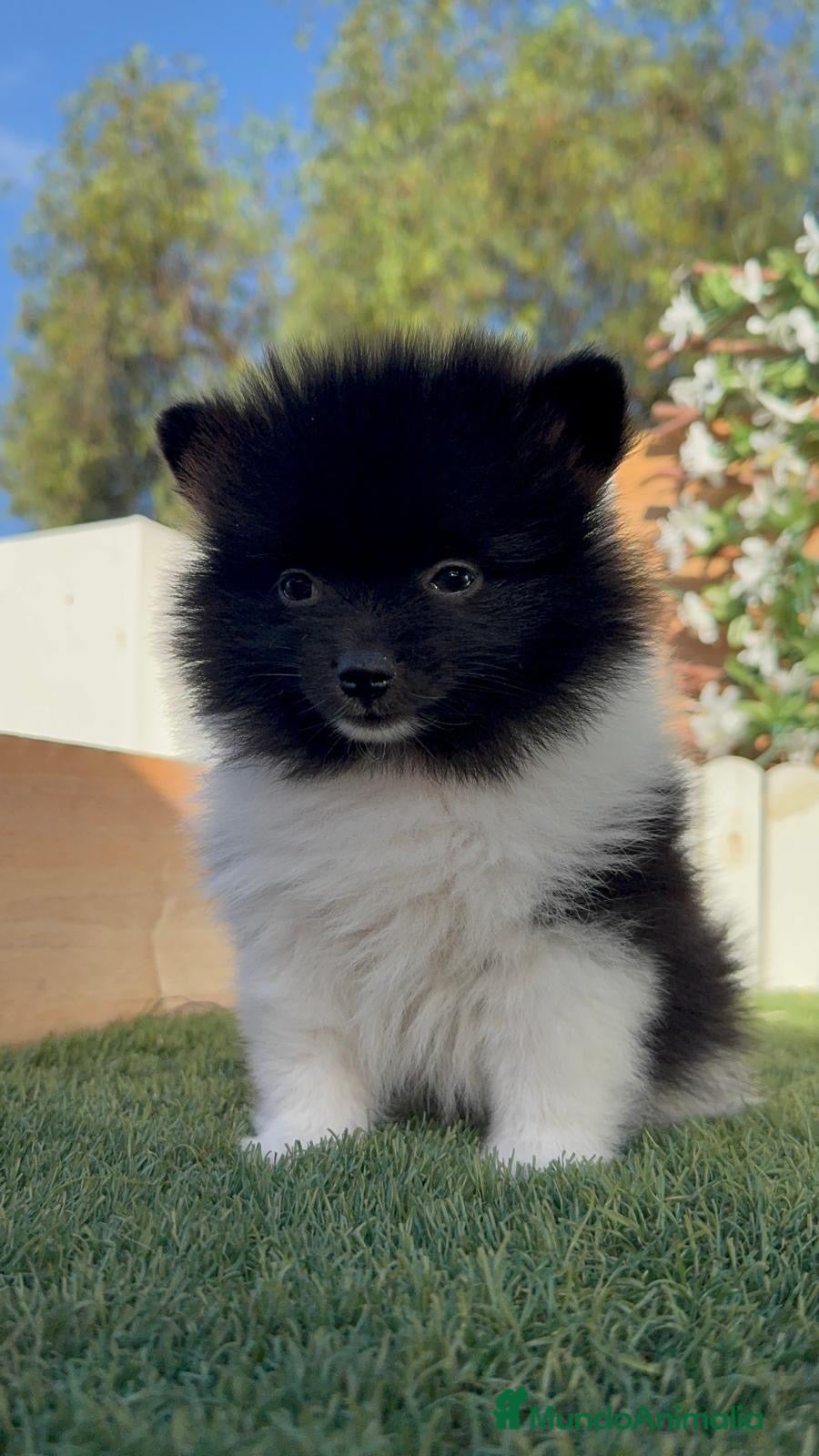 Pomerania perros POMERANIA - Anuncio 2