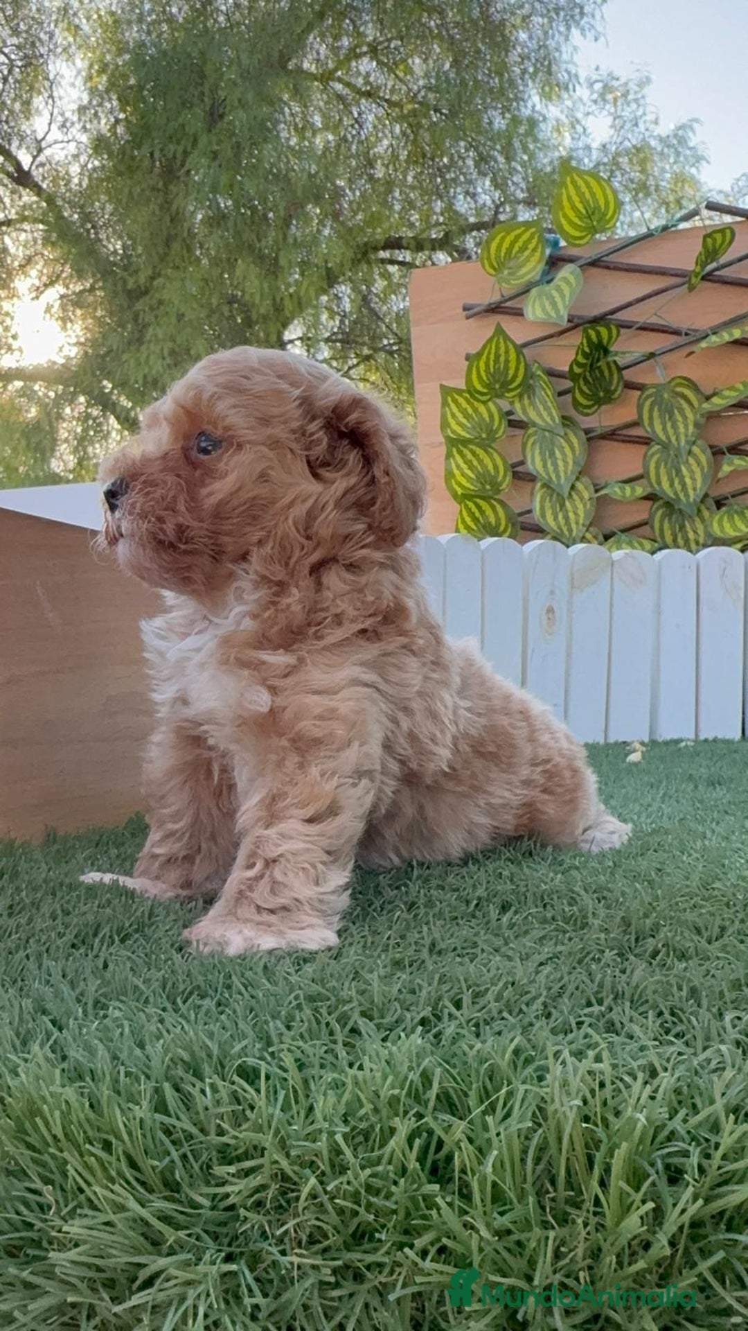 Caniche Toy perros en venta: CANICHE TOY MACHO - Imagen 19
