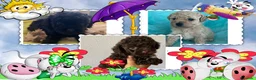 Caniche Toy perros en venta: Caniche, precio real - Anuncio 1