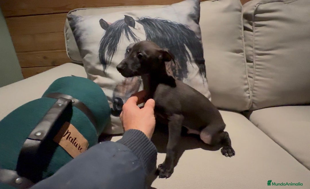 Pequeño Lebrel Italiano perros en venta: Cachorrito de piccolo galgo italiano - Anuncio 5