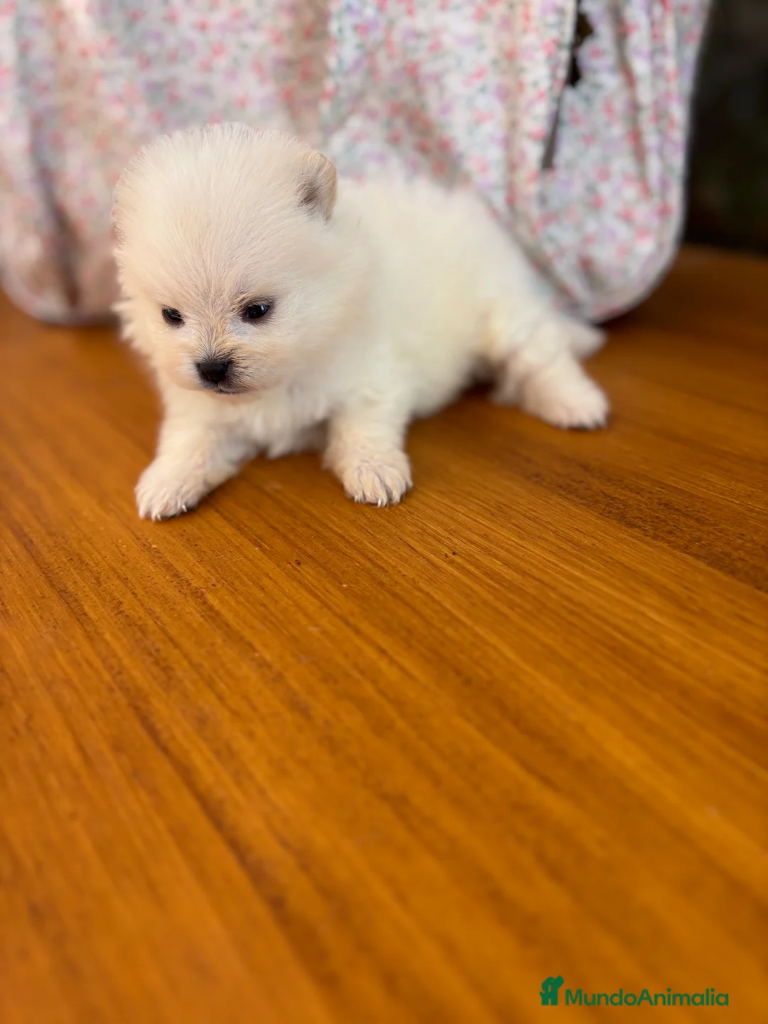 Pomerania perros en venta: Pomeranias muy bonitos !!! - Anuncio 17
