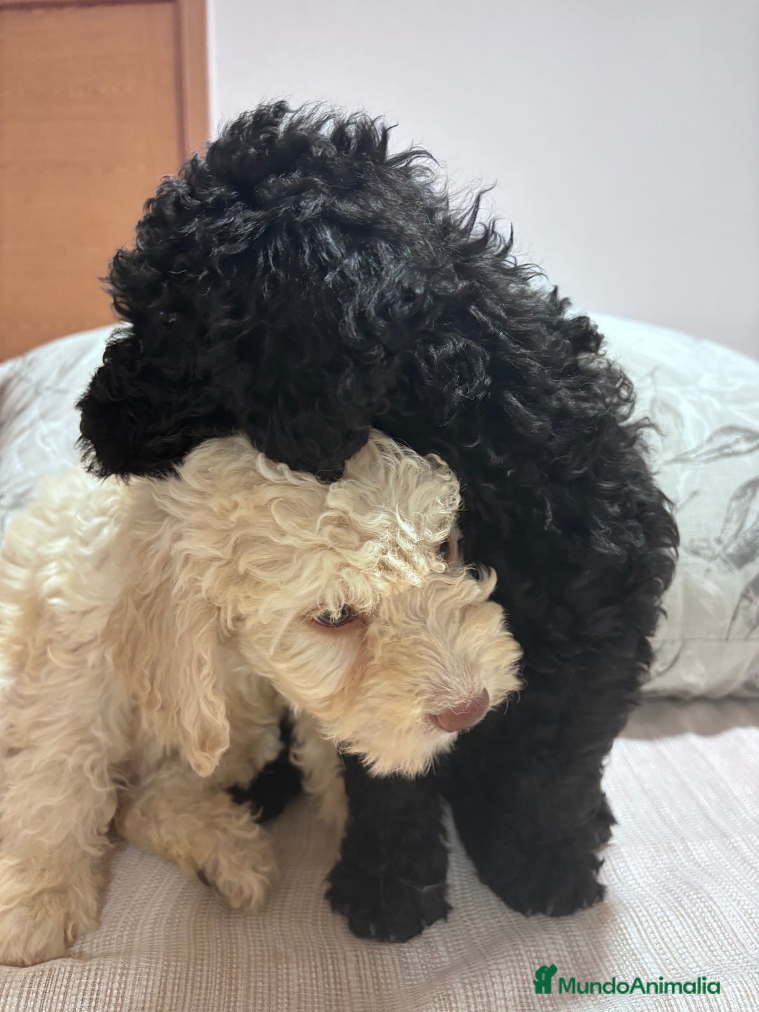Perro de Agua Español perros en venta: Perro de agua español! - Imagen 4