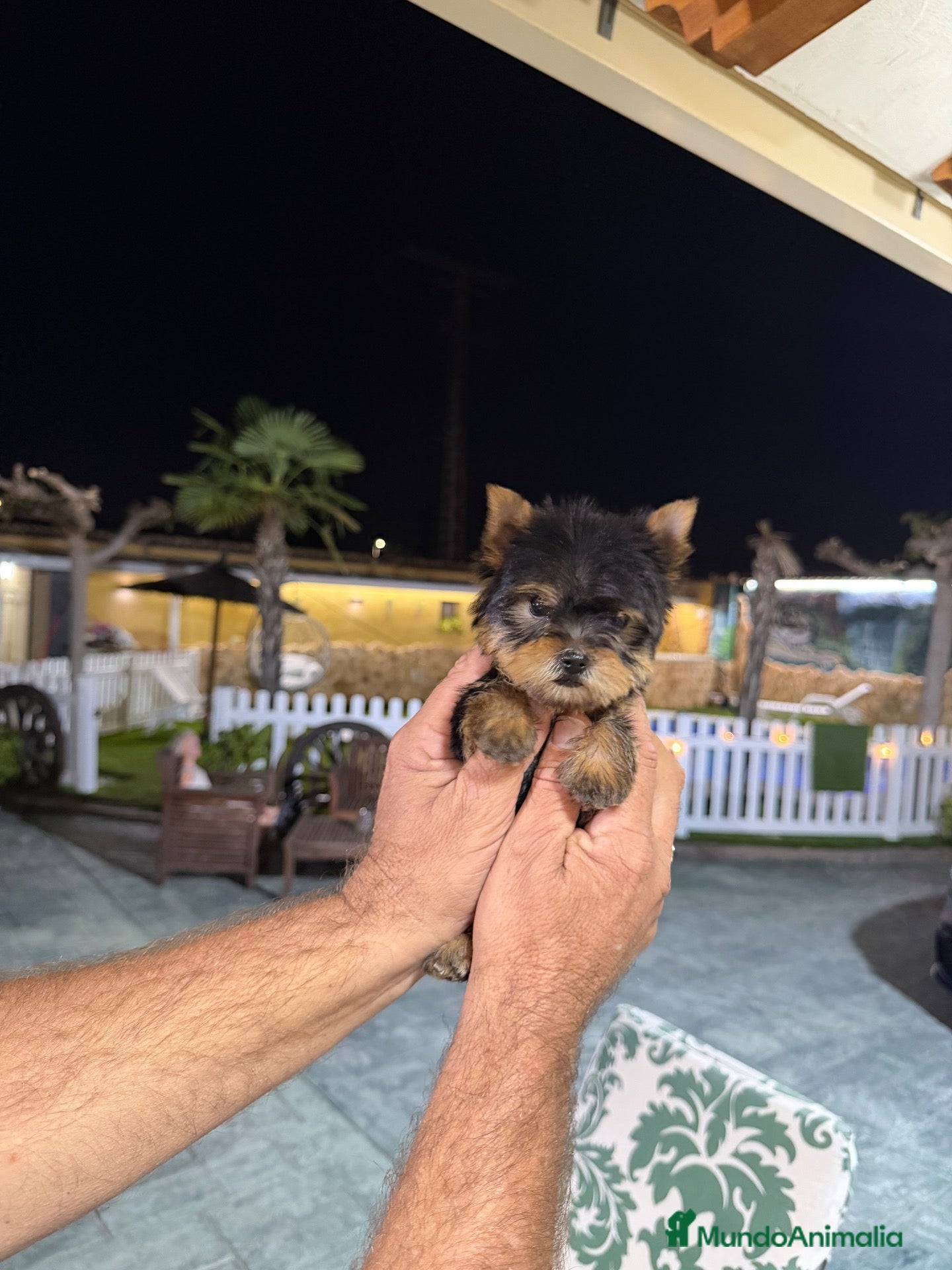 Yorkshire Terrier perros en venta: Excelente Yorkshire toy - Anuncio 2