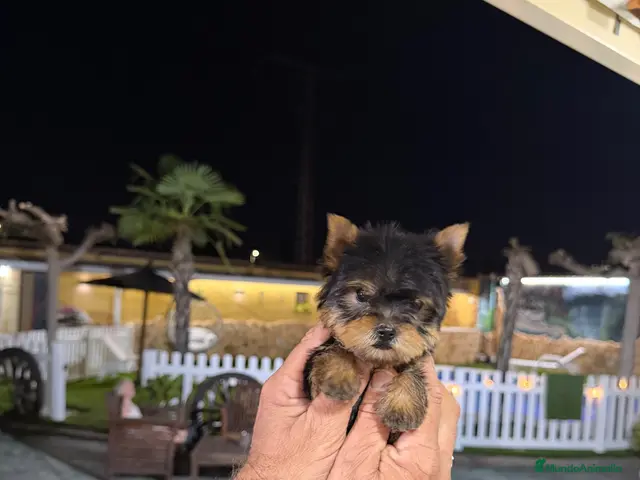 Yorkshire Terrier perros en venta: Excelente Yorkshire toy - Anuncio 2