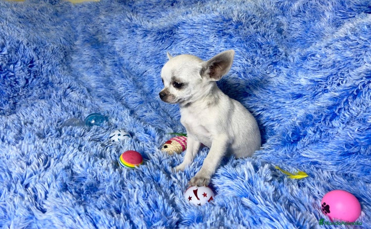 Chihuahua perros - Propaganda 2