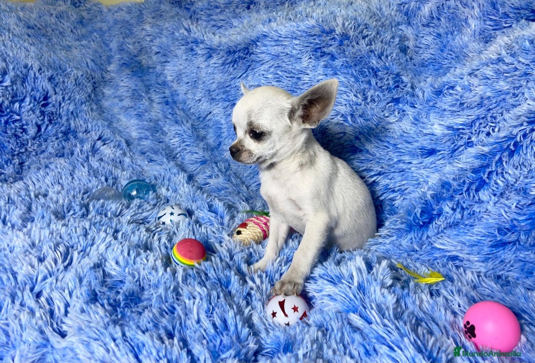 Chihuahua perros en venta: chihuahua hembra  - Imagen 1