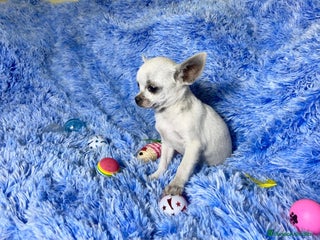 Chihuahua perros - Anuncio 31