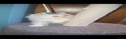 Persa gatos en venta: Persa - Anuncio 2