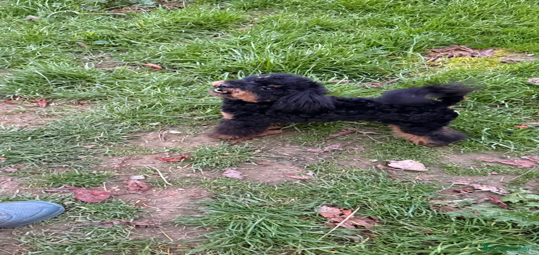 Imagen de galería {{count}}