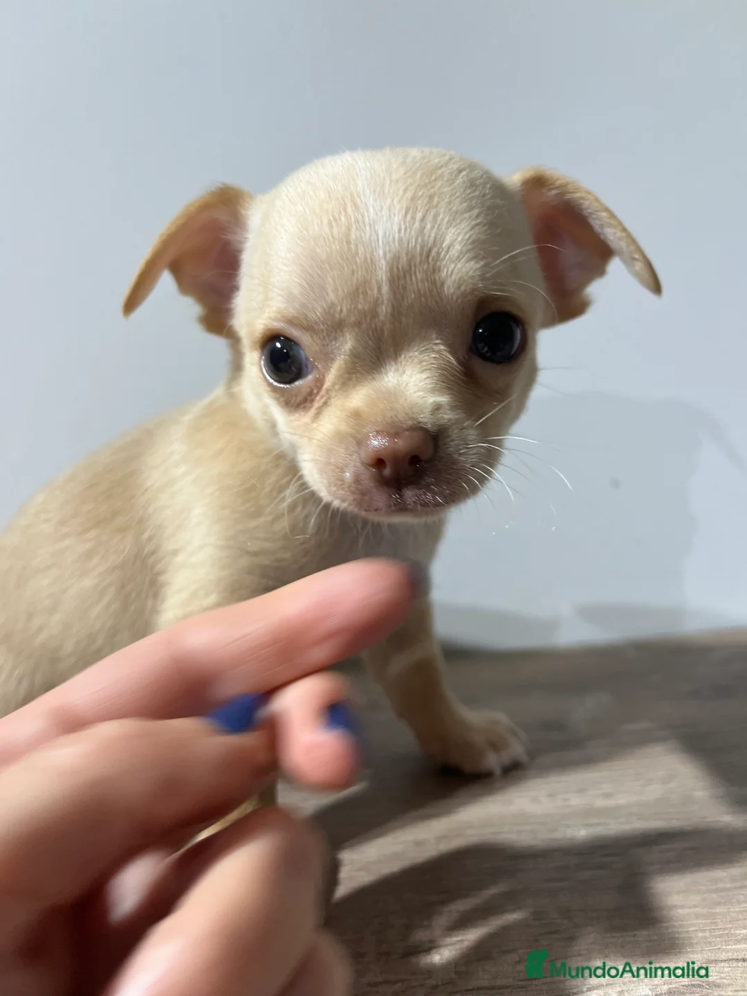 Chihuahua perros en venta: Chihuahua toy en Barcelona - Anuncio 5