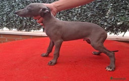 Pequeño Lebrel Italiano perros en venta: Lebrel italiano Piccolo  - Imagen 1