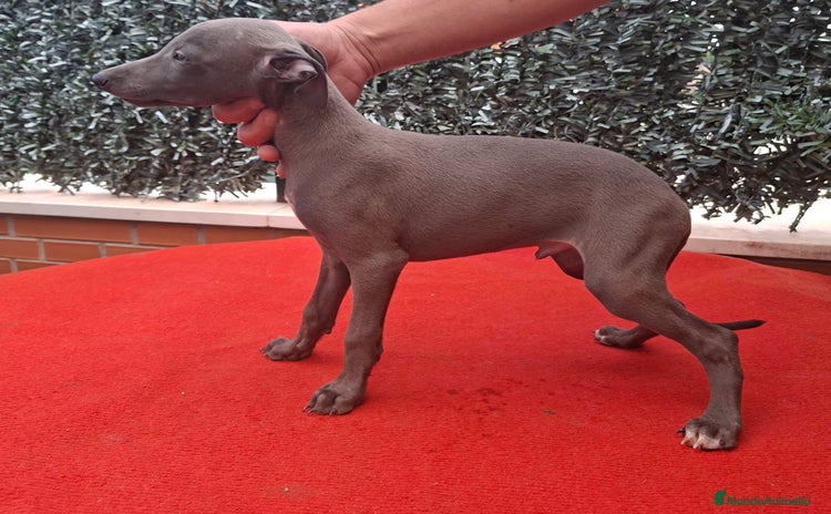 Pequeño Lebrel Italiano perros - Anuncio 1