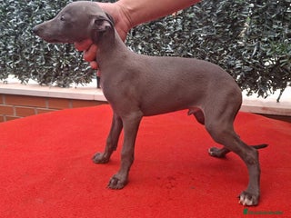 Pequeño Lebrel Italiano perros - Anuncio 19