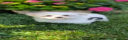 Bichón Maltés perros en venta: Macho de bichón maltés  - Anuncio 2