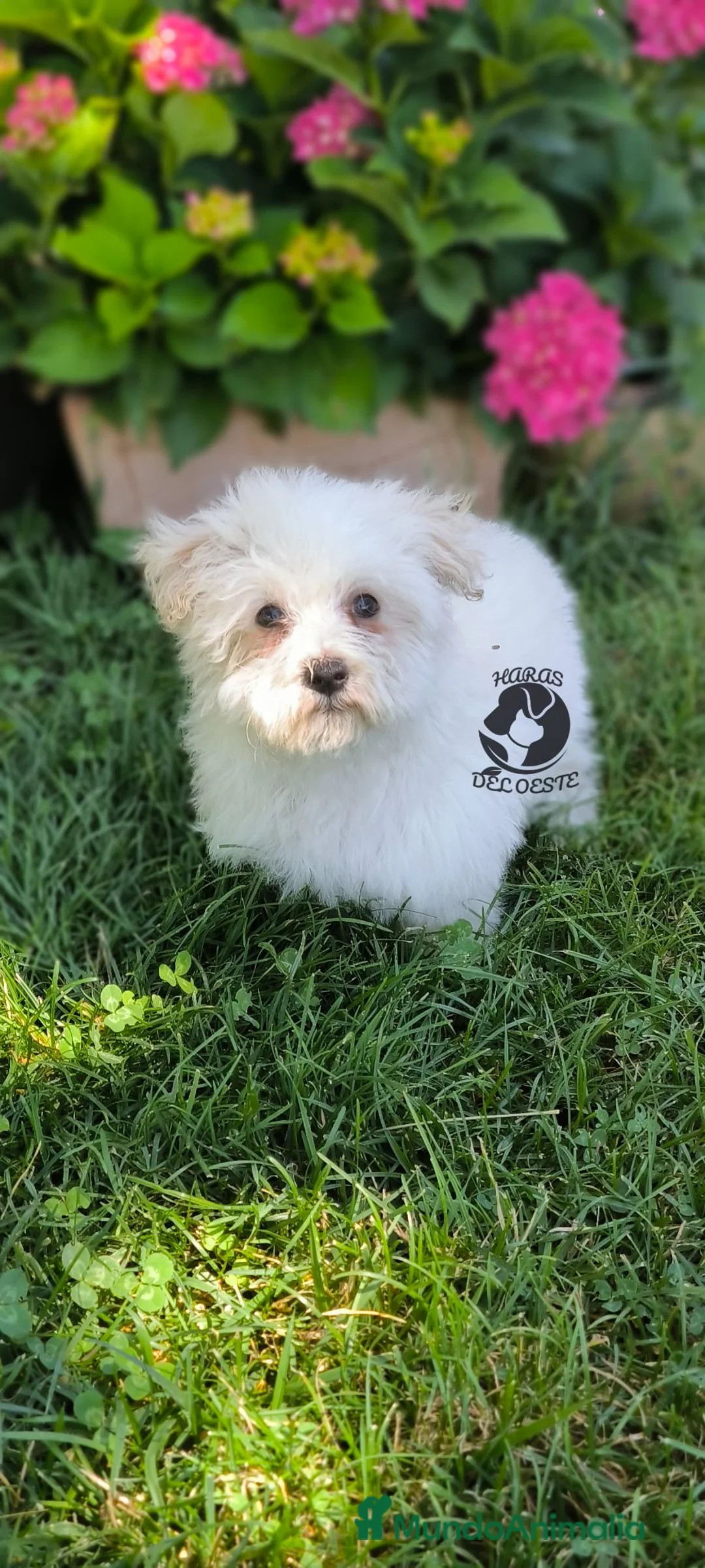 Bichón Maltés perros en venta: Macho de bichón maltés  - Anuncio 2