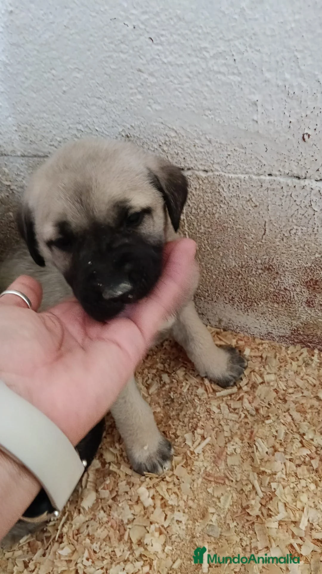 Mastín Español perros en venta: Última mastín disponible para entregar ya!! - Anuncio 3