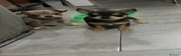 Chihuahua perros en venta: Cachorros de Chihuahua 🐾🐶 en Alicante - Anuncio 2
