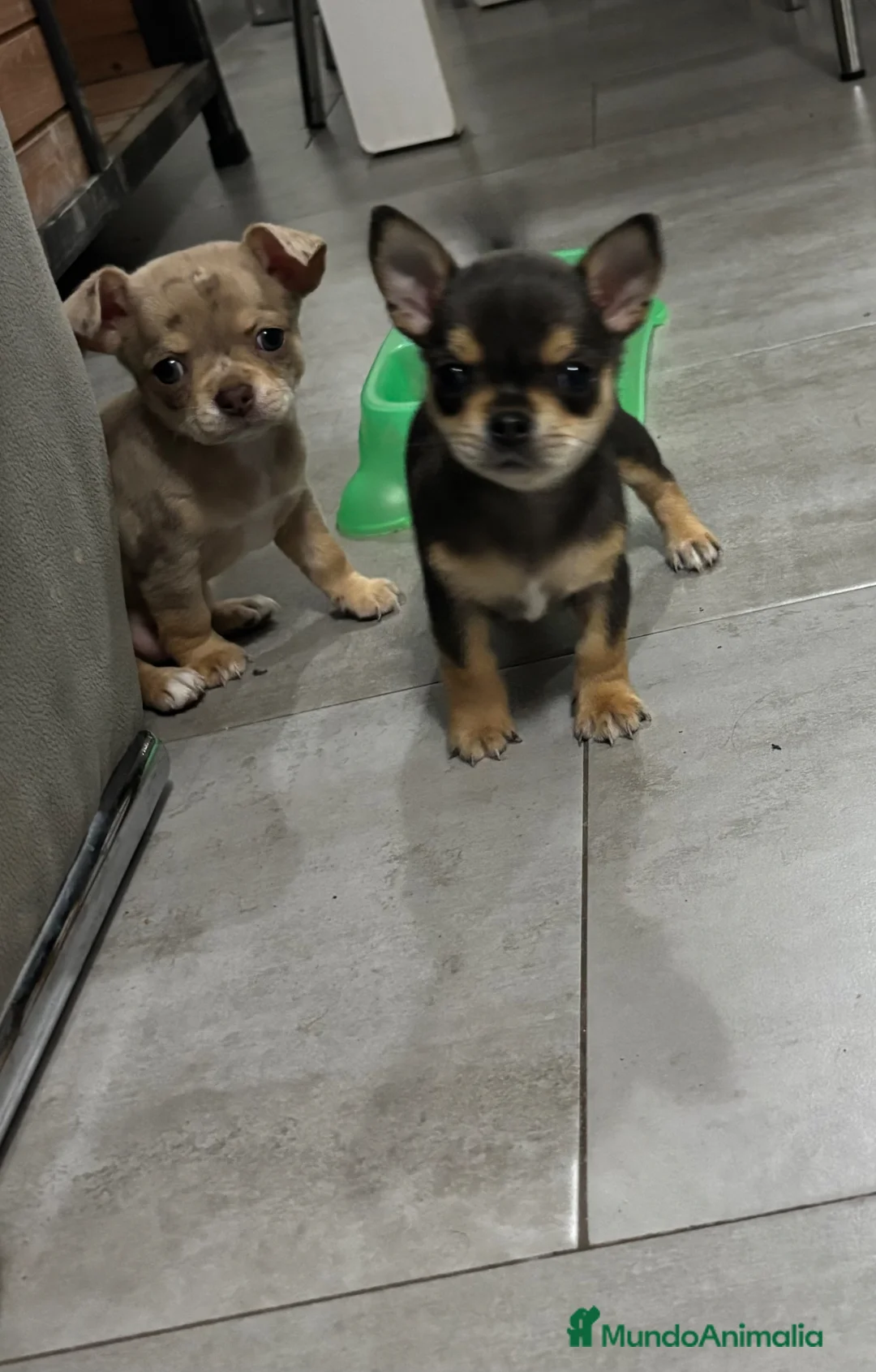 Chihuahua perros en venta: Cachorros de Chihuahua 🐾🐶 en Alicante - Anuncio 2