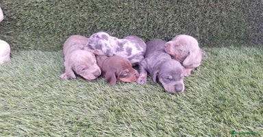 Teckel Miniatura perros - Anuncio 1