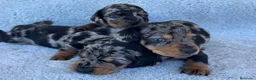 Teckel Miniatura perros en venta: Teckel - Anuncio 4
