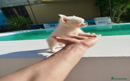 Chihuahua perros en venta: Chihuahua  - Imagen 3