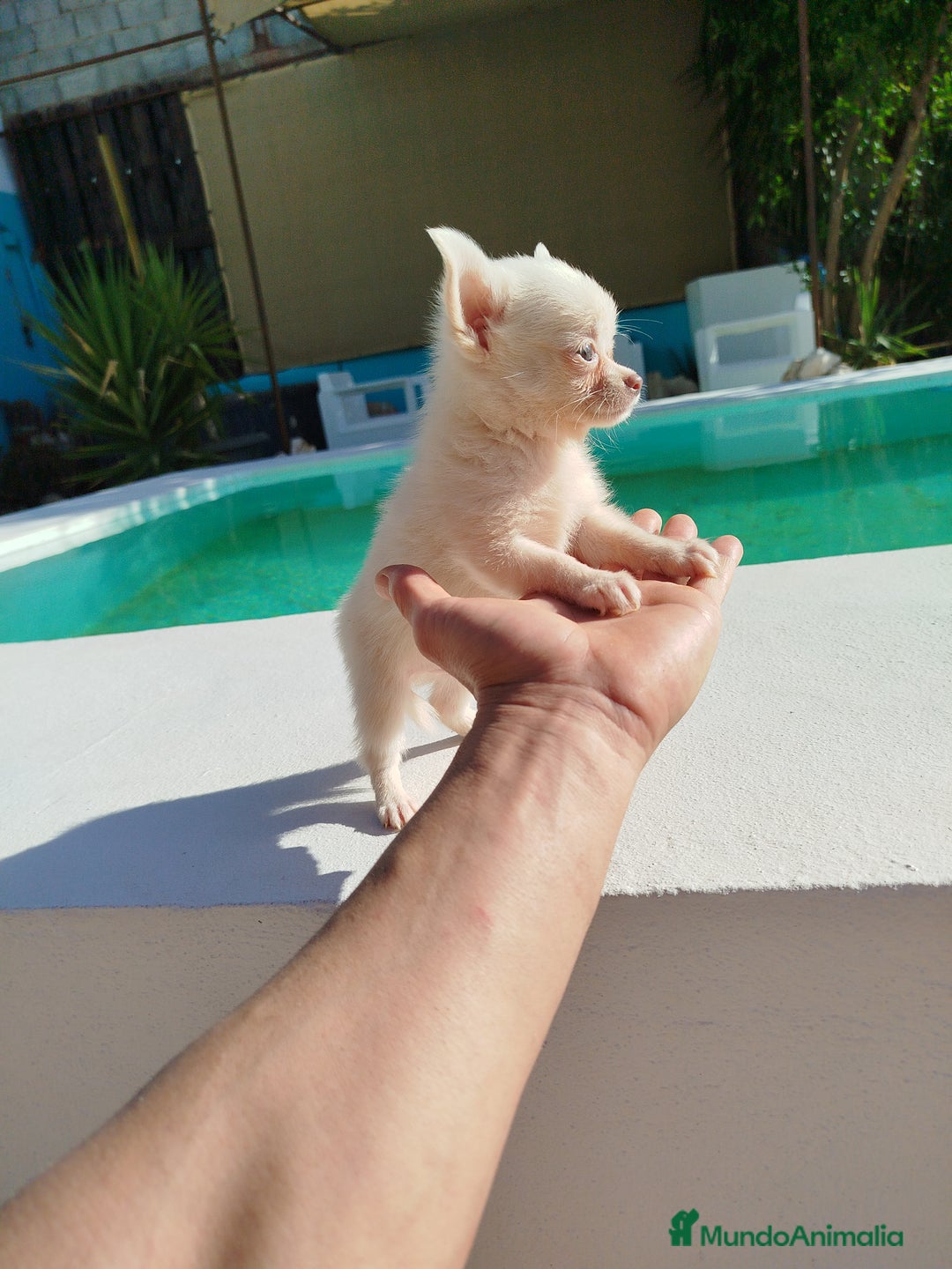 Chihuahua perros en venta: Chihuahua  - Imagen 3