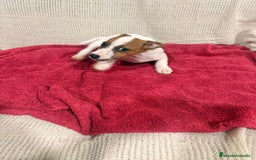 Jack Russell Terrier perros en venta: Ultimas hembras Jack Russell  - Anuncio 1