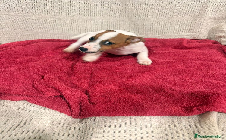 Jack Russell Terrier perros Ultimas hembras Jack Russell  - Anuncio 1