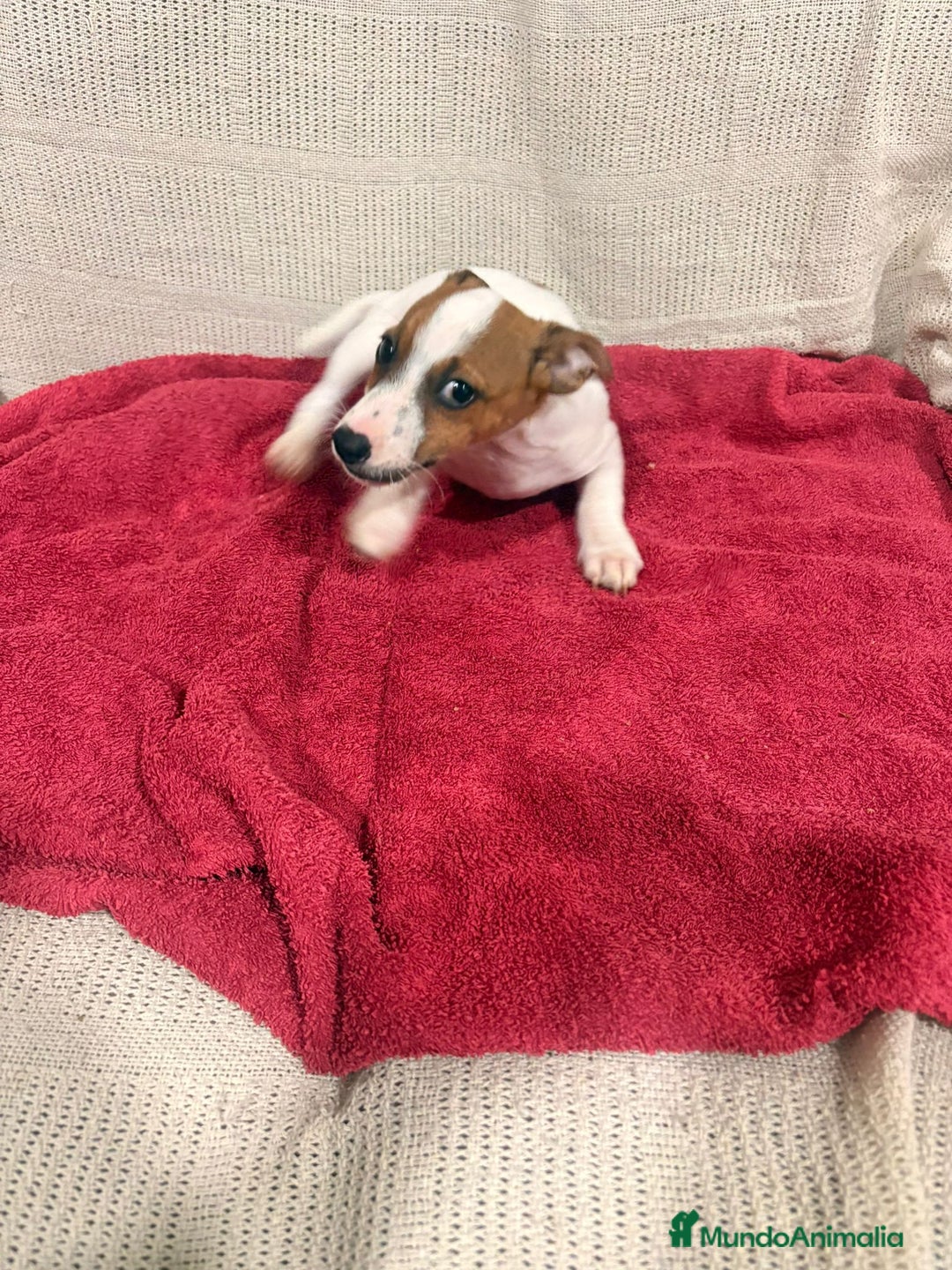 Jack Russell Terrier perros en venta: Ultimas hembras Jack Russell  - Anuncio 1