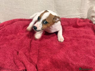 Jack Russell Terrier perros Ultimas hembras Jack Russell - Anuncio 1