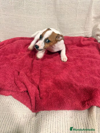 Jack Russell Terrier perros Ultimas hembras Jack Russell - Anuncio 2