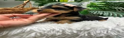 Yorkshire Terrier perros en venta: YORKSHIRE TERRIER HEMBRAS - Anuncio 19