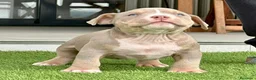 American Bully perros en venta: Camada American Bully - Anuncio 1