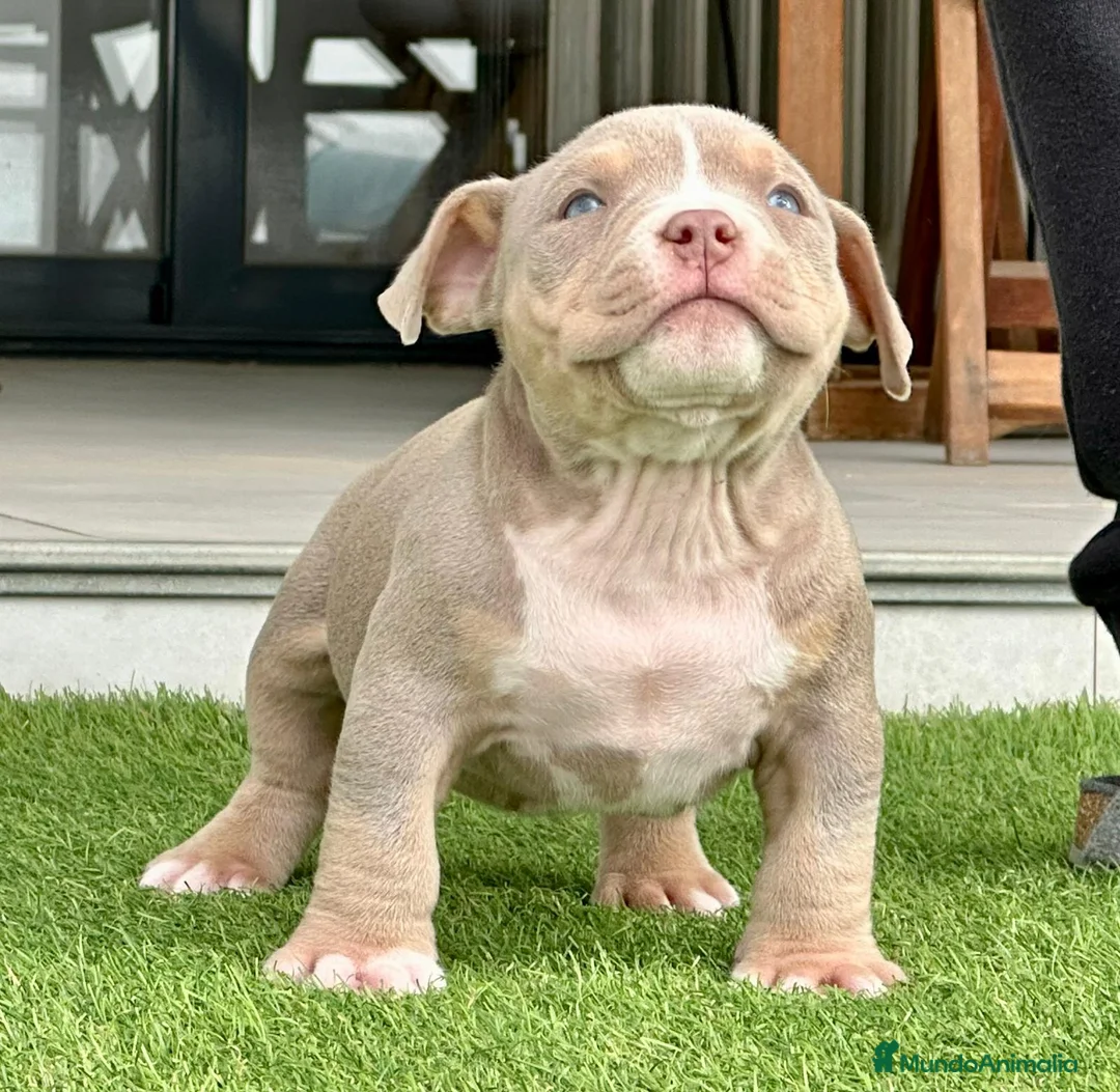 American Bully perros en venta: Camada American Bully - Anuncio 1