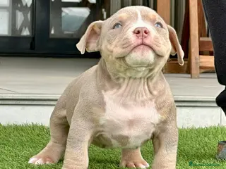 American Bully perros Camada American Bully - Anuncio 3