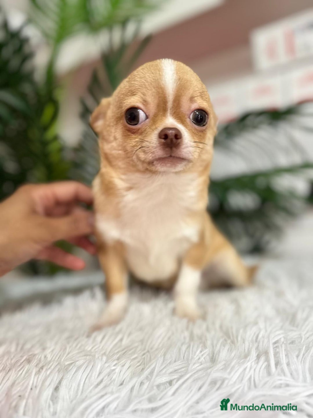 Chihuahua perros en venta: CHIHUAHUA MACHO ADULTO - Anuncio 4
