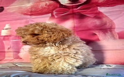 Caniche Enano perros en venta: Cachorros de Caniche Enano  - Imagen 1