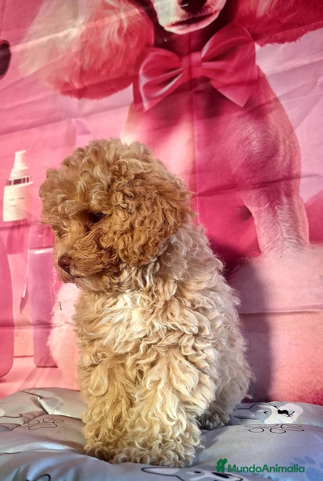 Caniche Enano perros en venta: Cachorros de Caniche Enano  - Imagen 1