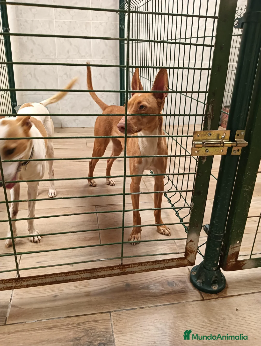 Podenco Andaluz perros en venta: Podenco andaluz ADOPCIÓN  - Anuncio 3