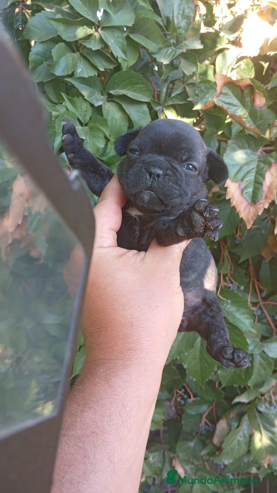 Bulldog Francés perros en venta: Bulldog francés  - Imagen 1
