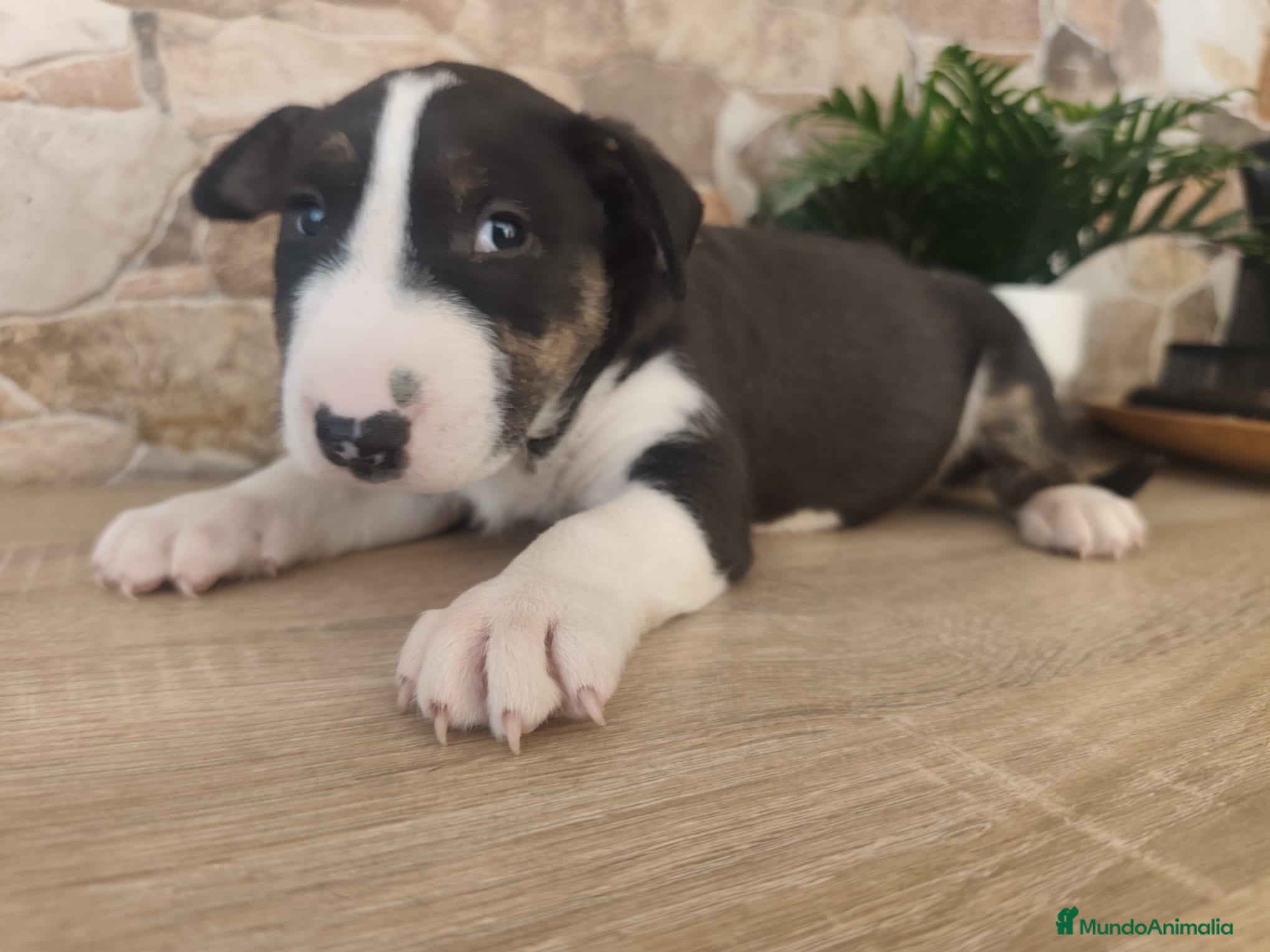 Bull Terrier perros Bull terrier tricolor - Anuncio 5