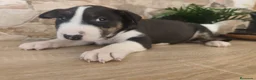 Bull Terrier perros en venta: Bull terrier tricolor en Toledo - Anuncio 1